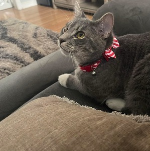 Fundraising Page: Shannon McDearmon